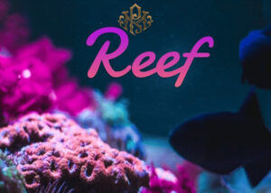 Key features of Reef Finance