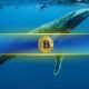 The largest group of Bitcoin whales; 40% of BTC in this group custody